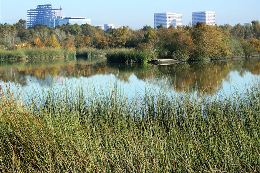 San Joaquin Marsh Restoration